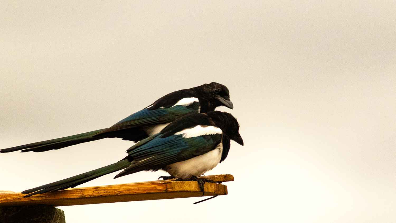 Eurasian Magpie